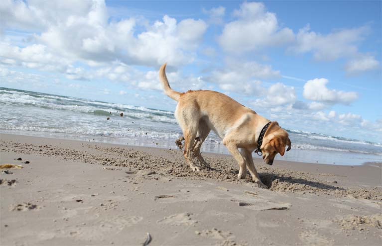 🇩🇰 Dänemark Urlaub mit Hund Im Ferienhaus an Ostsee &amp; Nordsee