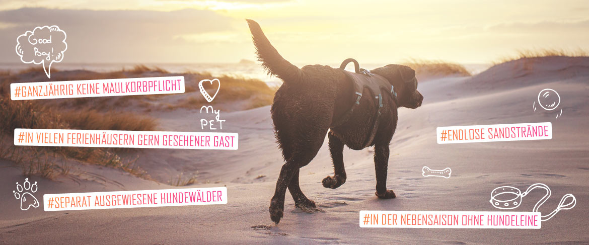 🇩🇰 Ferienhaus Dänemark mit Hund An der Ostsee, direkt am Strand