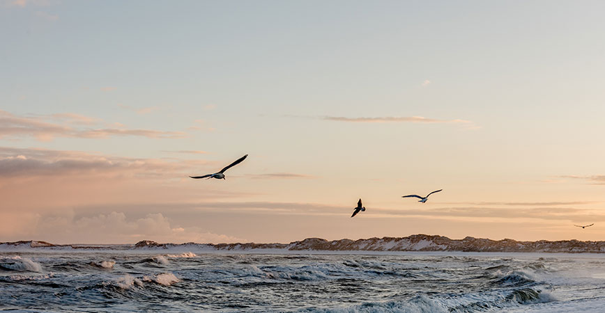 Klegod Möwen am Meer