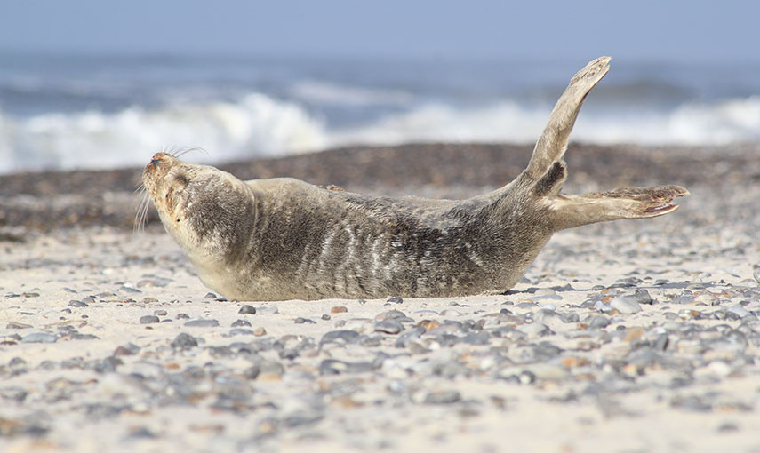 Klegod Robbe am Strand