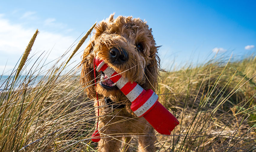 Lolland Hund am Strand